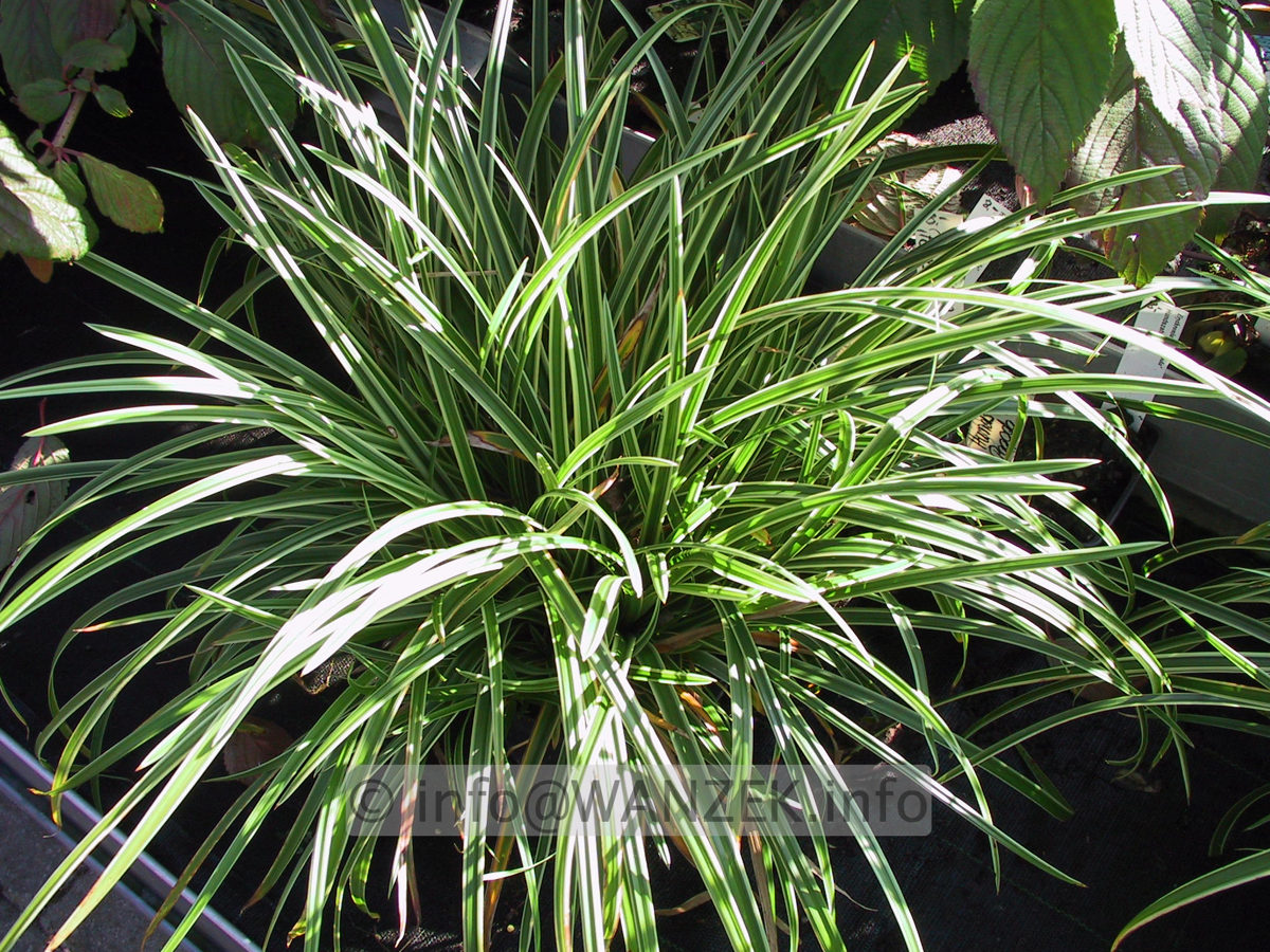 Carex morrowii Variegata 01.JPG